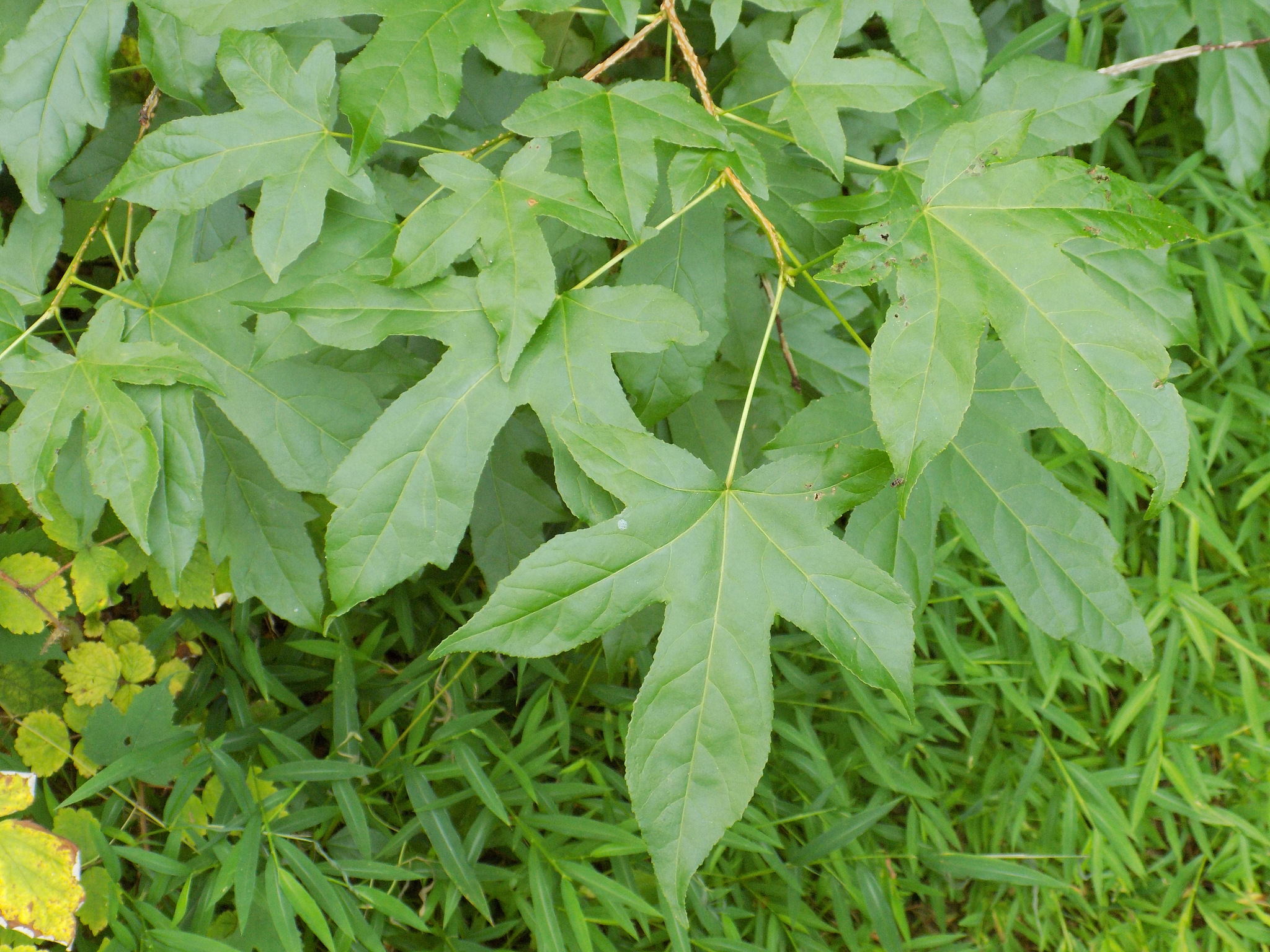 Liquidambar styraciflua